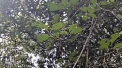 Actinidia callosa, photograph (c) Cheng-Te Hsu, some rights reserved (CC BY)
