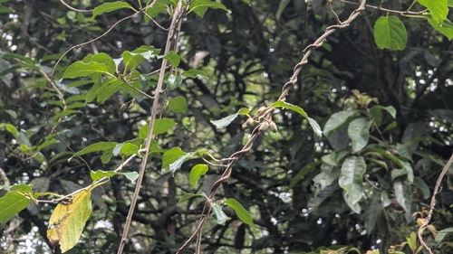 Actinidia callosa, photograph 5