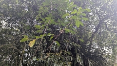Actinidia callosa, photograph (c) Cheng-Te Hsu, some rights reserved (CC BY)