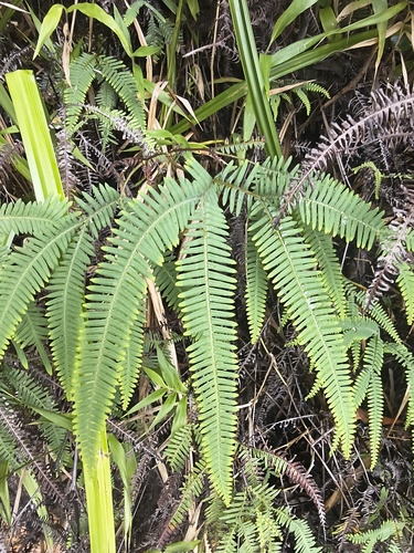 Sticherus bifidus observed 2026-07-01
