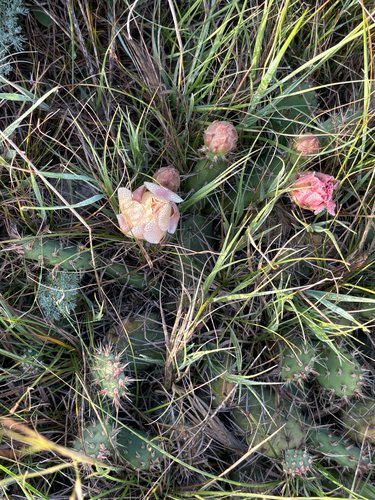 Brittle Pricklypear