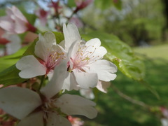 Prunus