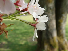 Prunus