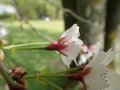 Prunus