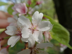 Prunus