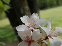 Prunus