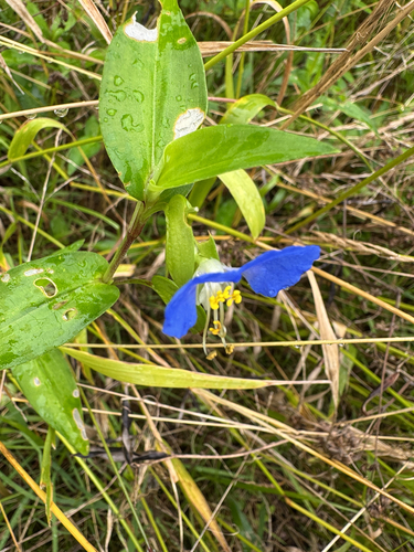 Asiatic dayflower
