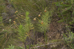 Euryops abrotanifolius
