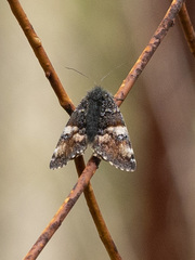 Archiearis parthenias