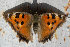 Nymphalis xanthomelas