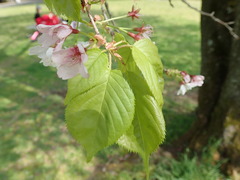 Prunus