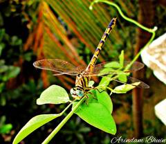 Paragomphus lineatus