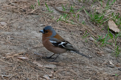 Fringilla coelebs