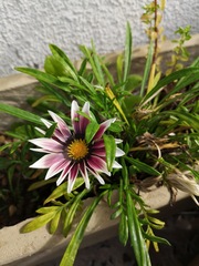 Gazania × splendens