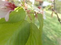 Prunus