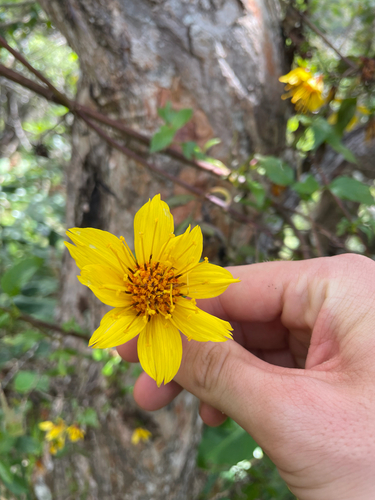 Bidens cosmoides observed 2026-05-07