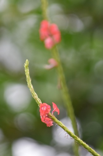 Stachytarpheta mutabilis, photograph 1