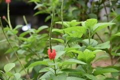 Stachytarpheta mutabilis, photograph (c) Norman Salazar Arguedas, some rights reserved (CC BY-SA)