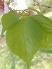 Prunus