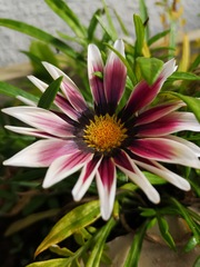 Gazania × splendens