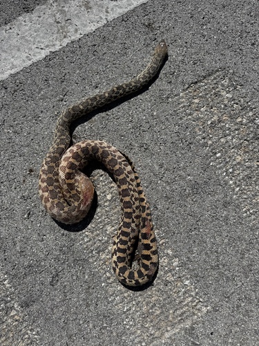 Bullsnake