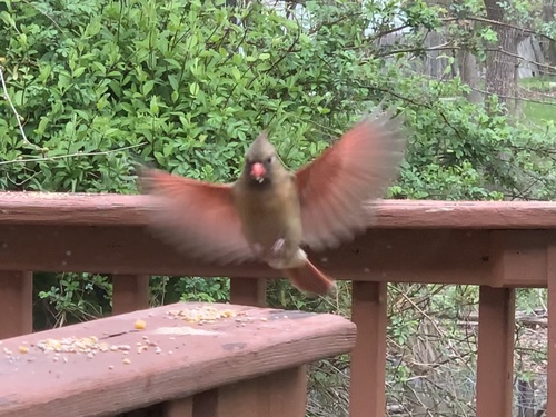 Northern Cardinal photographed in New York
