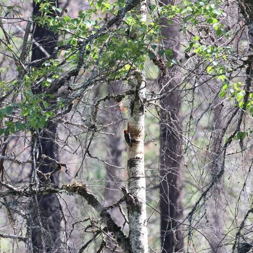 Red-breasted Sapsucker