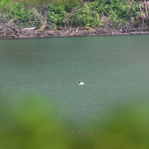 Common Loon