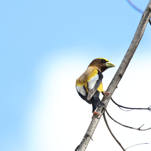 Evening Grosbeak