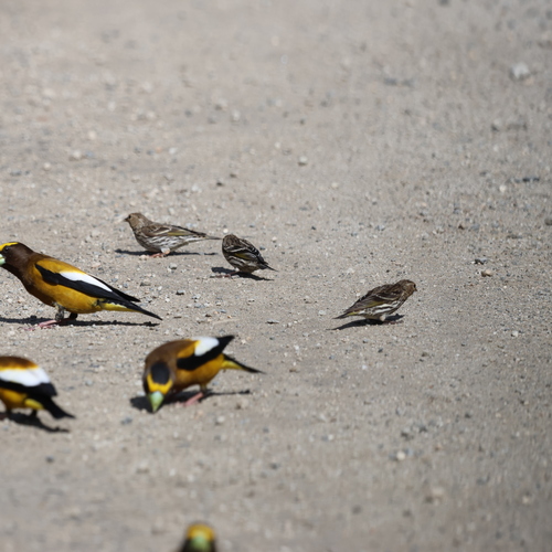 Pine Siskin
