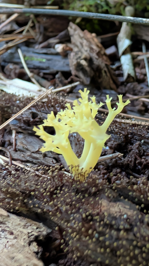 crown-tipped coral fungus · July 2026 · photo: Photo: (c) Erin Lalime, some rights reserved (CC BY) · iNaturalist