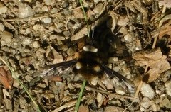 Bombylius albicapillus