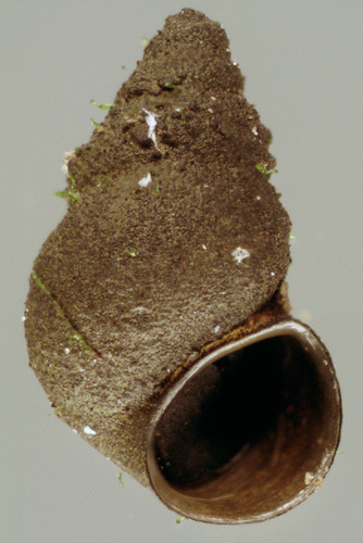 New Zealand Mudsnail