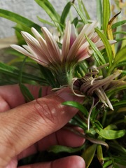 Gazania × splendens