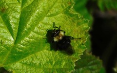 Criorhina coquilletti