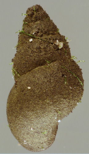 New Zealand Mudsnail