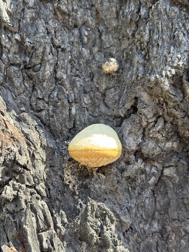 Veiled Polypore