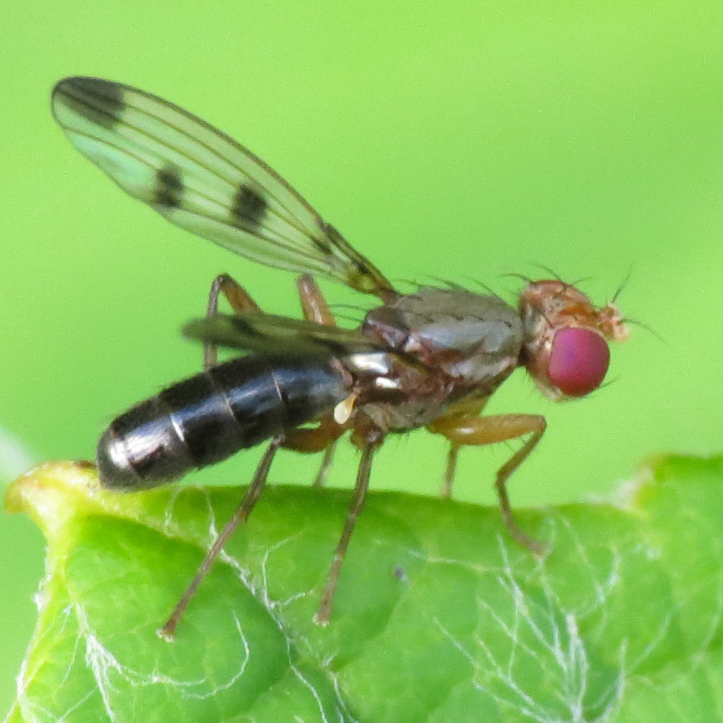 Cereal Fly