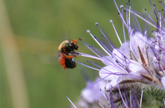 Andrena nigrocaerulea