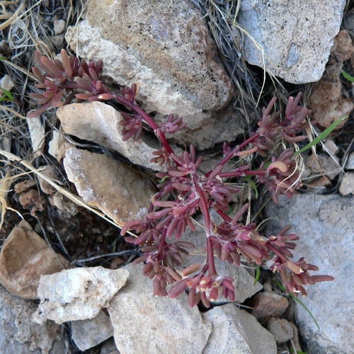 Portulaca halimoides, photograph 4