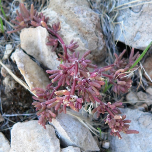 Portulaca halimoides, photograph 3