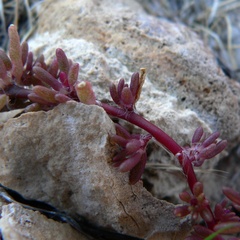 Portulaca halimoides, photograph (c) Stan Shebs, some rights reserved (CC BY-SA)