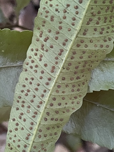 Lastreopsis poecilophlebia, 2026-07-04