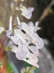 Plectranthus strigosus