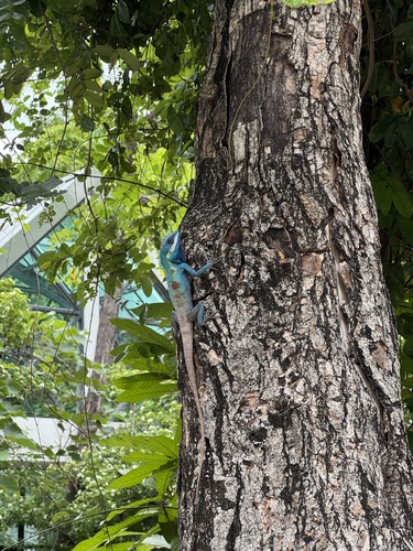 Siamese Blue Crested Lizard
