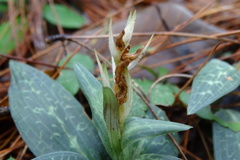Goodyera schlechtendaliana