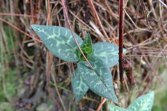 Goodyera schlechtendaliana