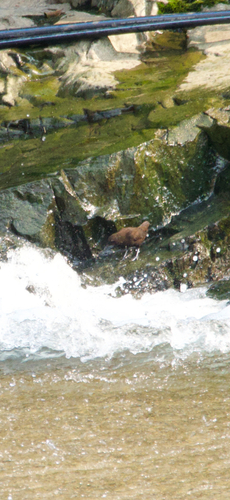 Brown Dipper