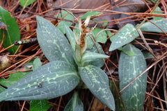 Goodyera schlechtendaliana
