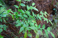 Vaccinium japonicum lasiostemon